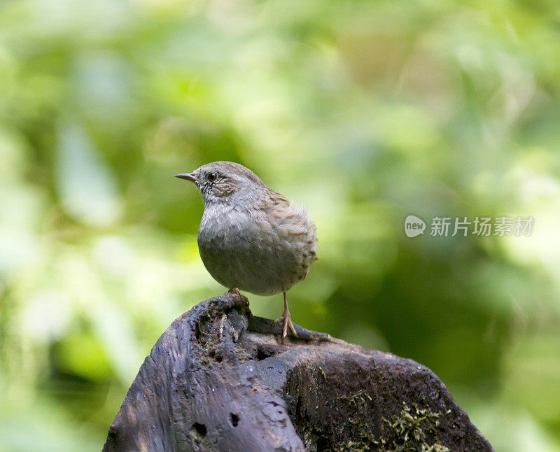 邓诺克 （普鲁埃拉模块化）